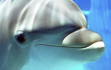 how dolphins see people