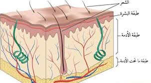 حقائق عن الجلد