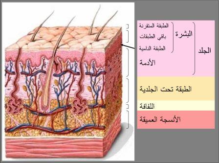 حقائق عن الجلد