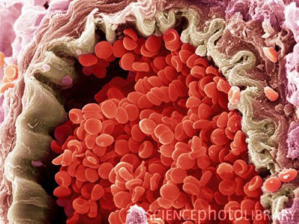 خلايا الدم 