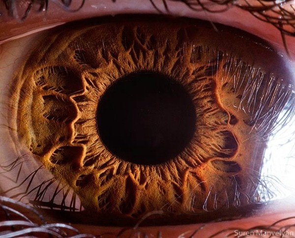 عين الإنسان 