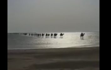 Camels cross the sea