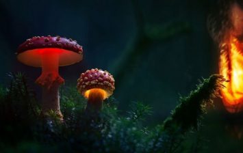 Fungi lighting