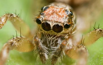 drug effects on spiders