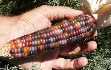 rainbow corns