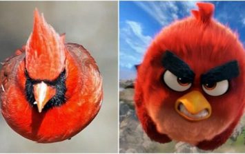 ريد في Angry Birds