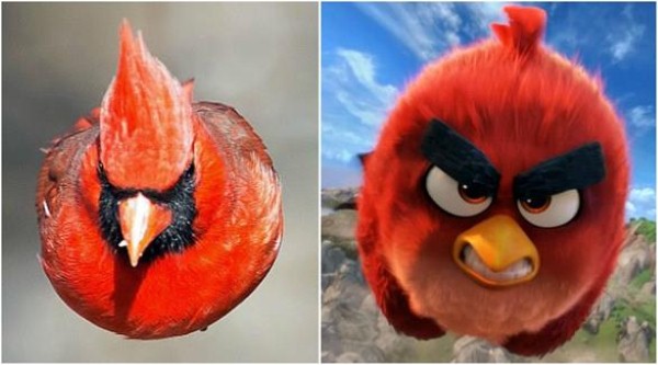  :       Angry Birds 