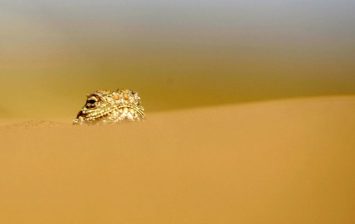 Saudi Arabia lizards