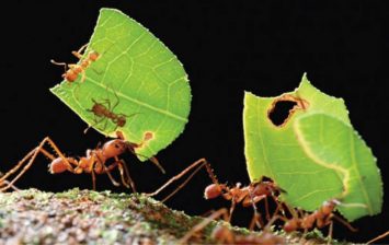 leafcutter ant