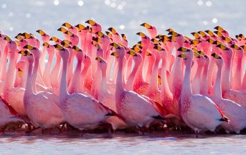 James's Flamingo