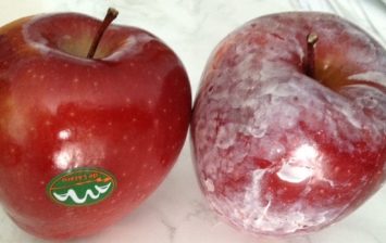 wax coating apple