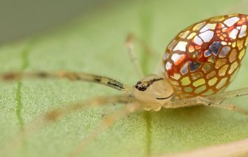 mirror spiders