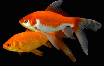 why-goldfish-turning-white