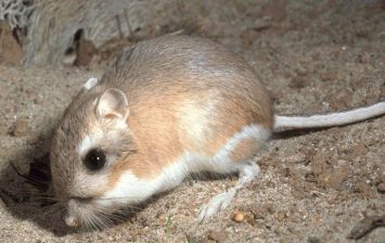 kangaroo rat