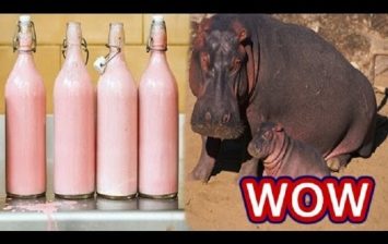 hippo milk