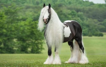 most beautiful horses