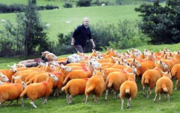 sheep are orange