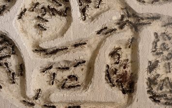 ants toilet