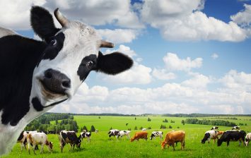 cows global warming