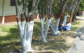 painting tree trunks white
