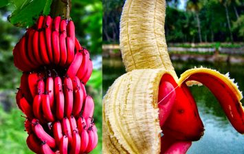 red banana