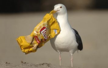 seabirds eat plastic