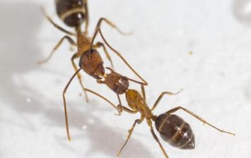 Ants Communicate