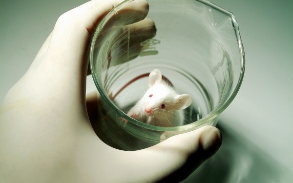 فأر مختبر