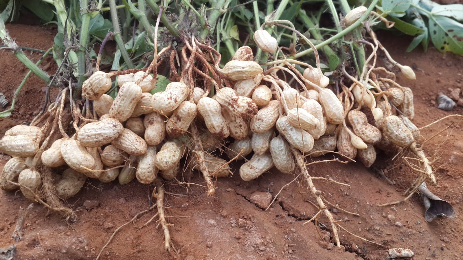 هل تعلم أن الفول السوداني ليس من المكسرات