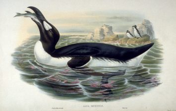 Pinguinis impennis