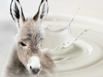 DONKEY MILK