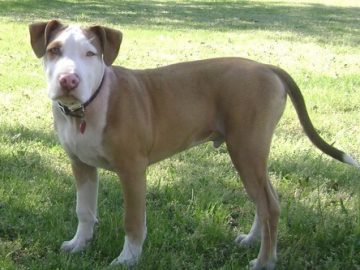 American-Pit-Bull-Terrier