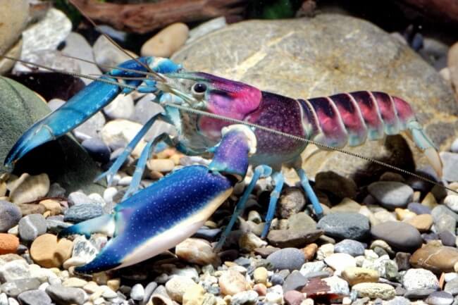 Cherax Pulcher