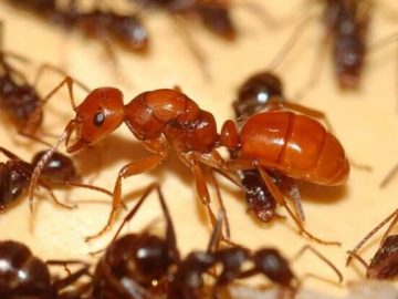 Facts That Prove Ants Are Evil