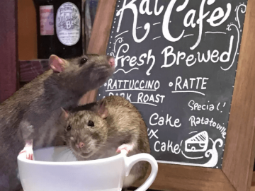 A Café Is Charging $50 To Drink Coffee Surrounded By Rats