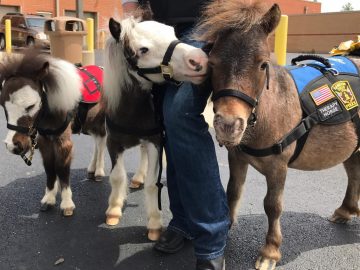 Mini Horses