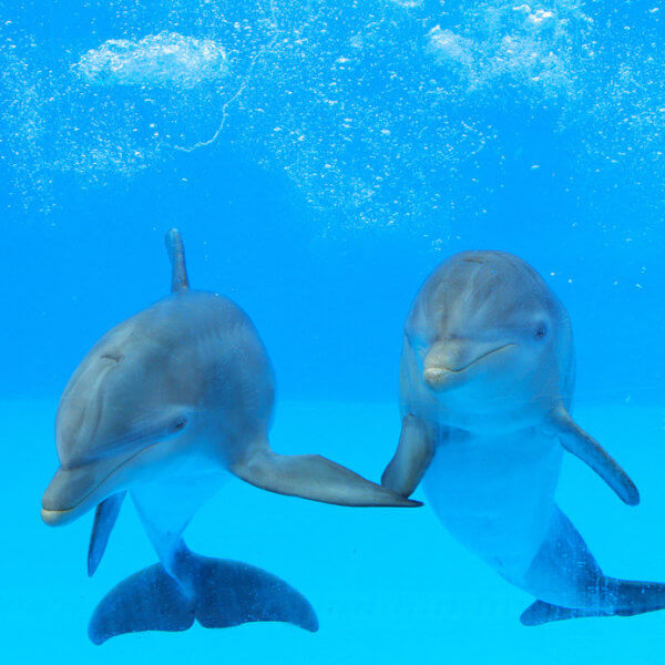 Pictures Of Dolphinss 67