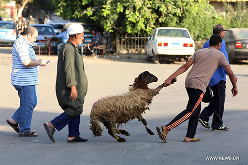 حاج باع اغنامه الحج