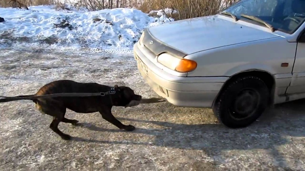 كلب قوي يسحب سيارة بفكه