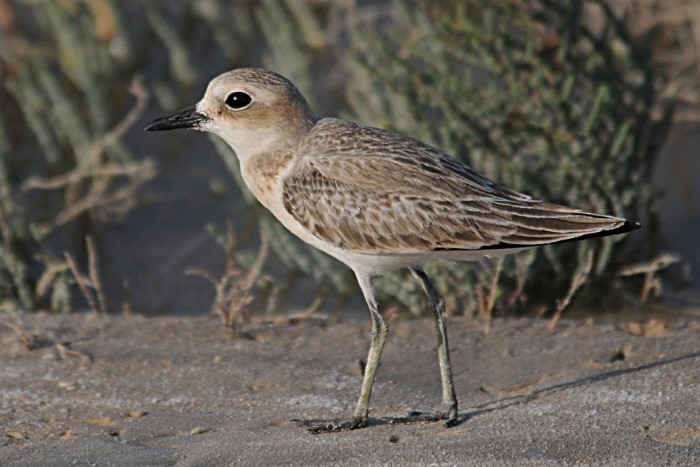 طائر القطقاط الرمل الكبير Charadrius Leschenaultii Greater Sand Plover %D9%82%D8%B7%D9%82%D8%A7%D8%B7-%D8%A7%D9%84%D8%B1%D9%85%D9%84-%D8%A7%D9%84%D9%83%D8%A8%D9%8A%D8%B1