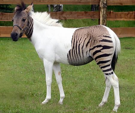 a96986_a607_15-zebroid