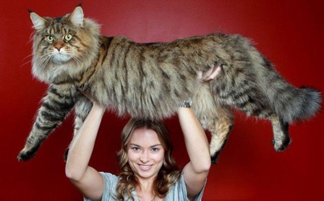 قطة ضخمة