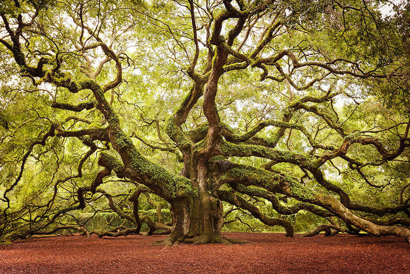Angel Oak Tree In South Carolina