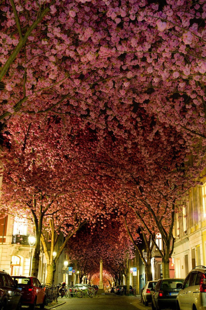 Cherry Trees In Germany