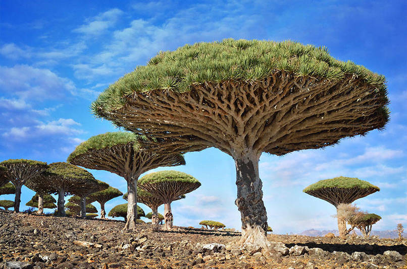 Dragonblood Tree In Yemen