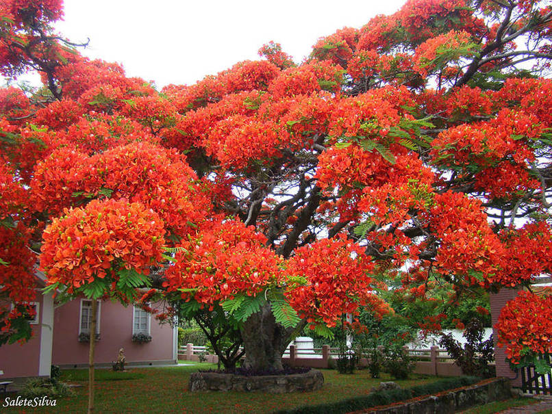 Flamboyant Tree in Brazil