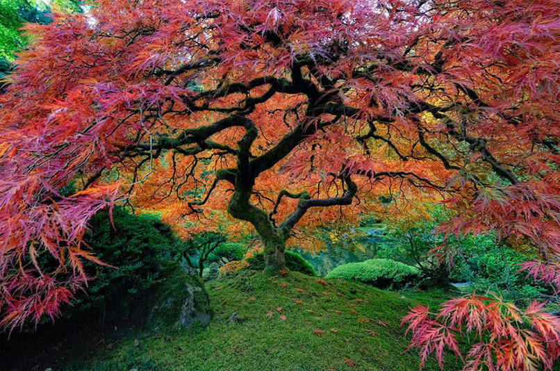 Japanese Maple In Oregon