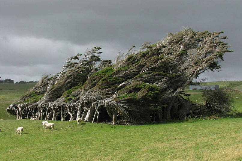 New Zealand Wind Swept Trees
