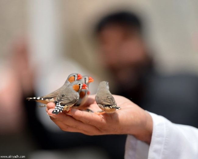 حديقة الطيور الرياض