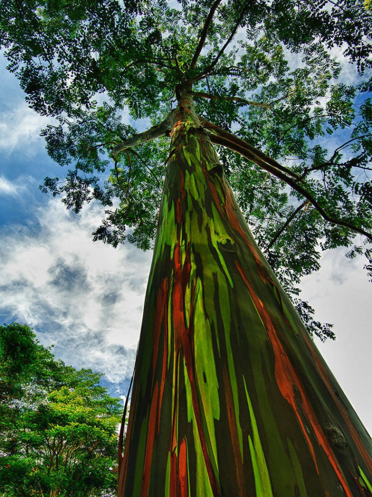 Rainbow Eucalyptus in Hawaii